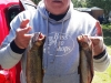 Rick Brook Trout