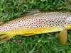 giantbrowntrout