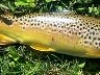 sept2013browntrout_0